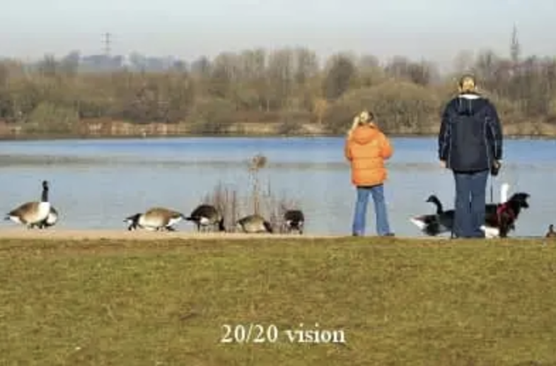 A simulaiton of a person with 20/20 Vision
						looking at a woman and child overlooking a lake, with geese nearby